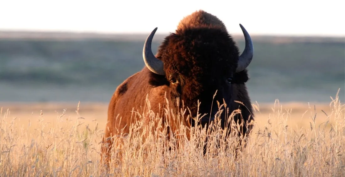 Appreciating Human Capital: Laura Queen, Founder & CEO – 29BISON