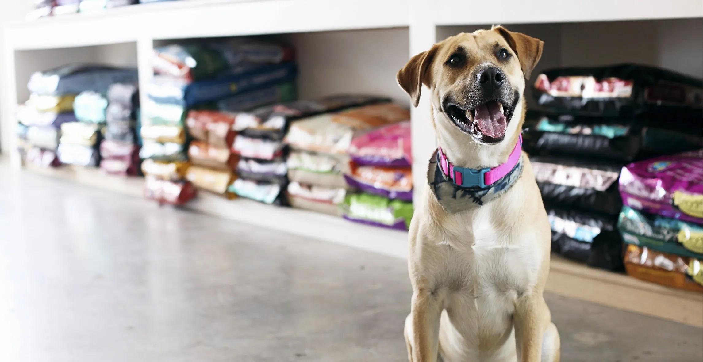 Life on the Client Side – Jordan Goldenberg, VP Brand & Creative – Petco